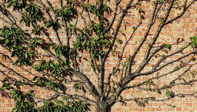 training and pruning young trees