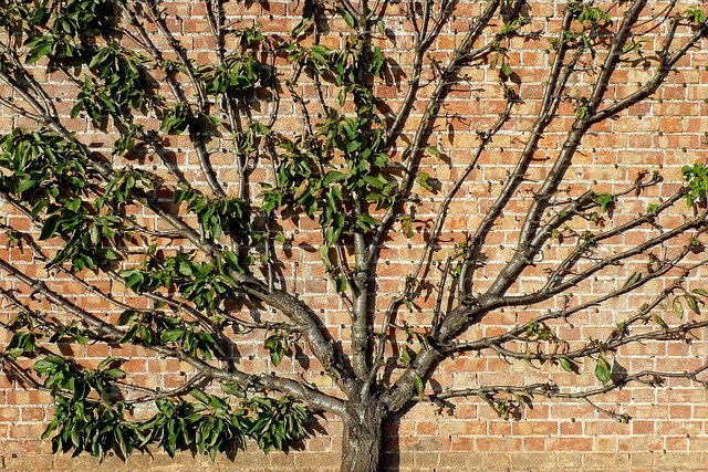 training and pruning young trees