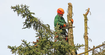 Tree Removal